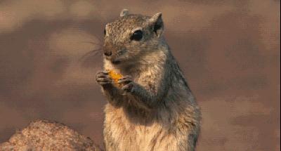 风物特产推介,湖北罗田大红袍板栗