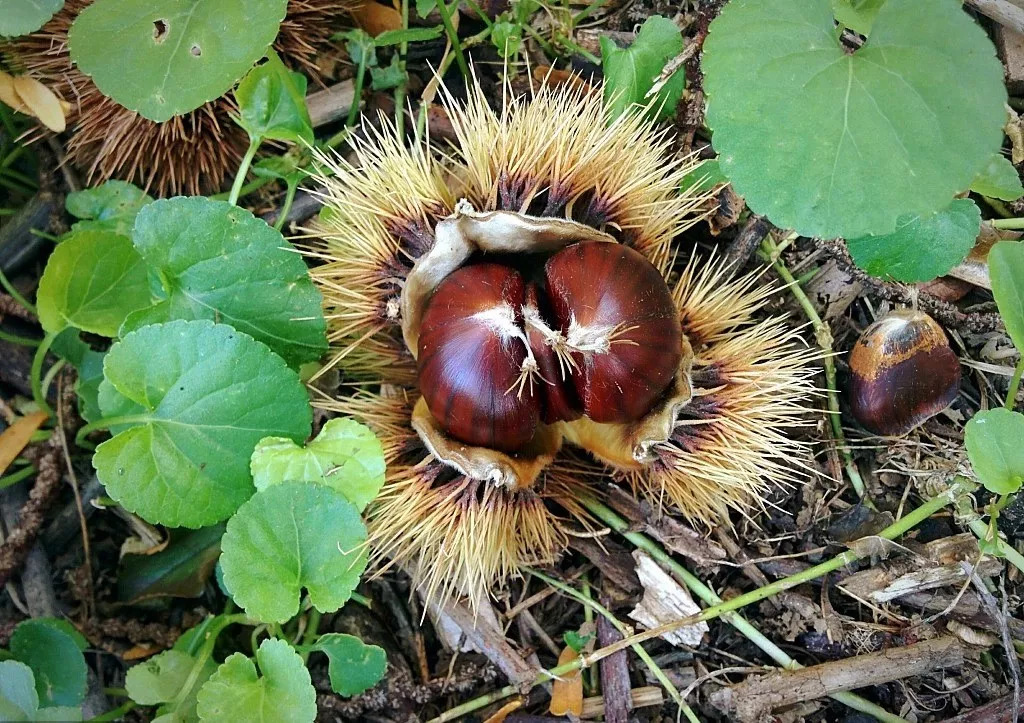 风物特产推介,湖北罗田大红袍板栗