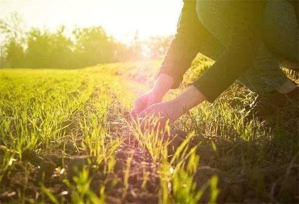 乡村振兴申论关键词,乡村振兴关键词大全