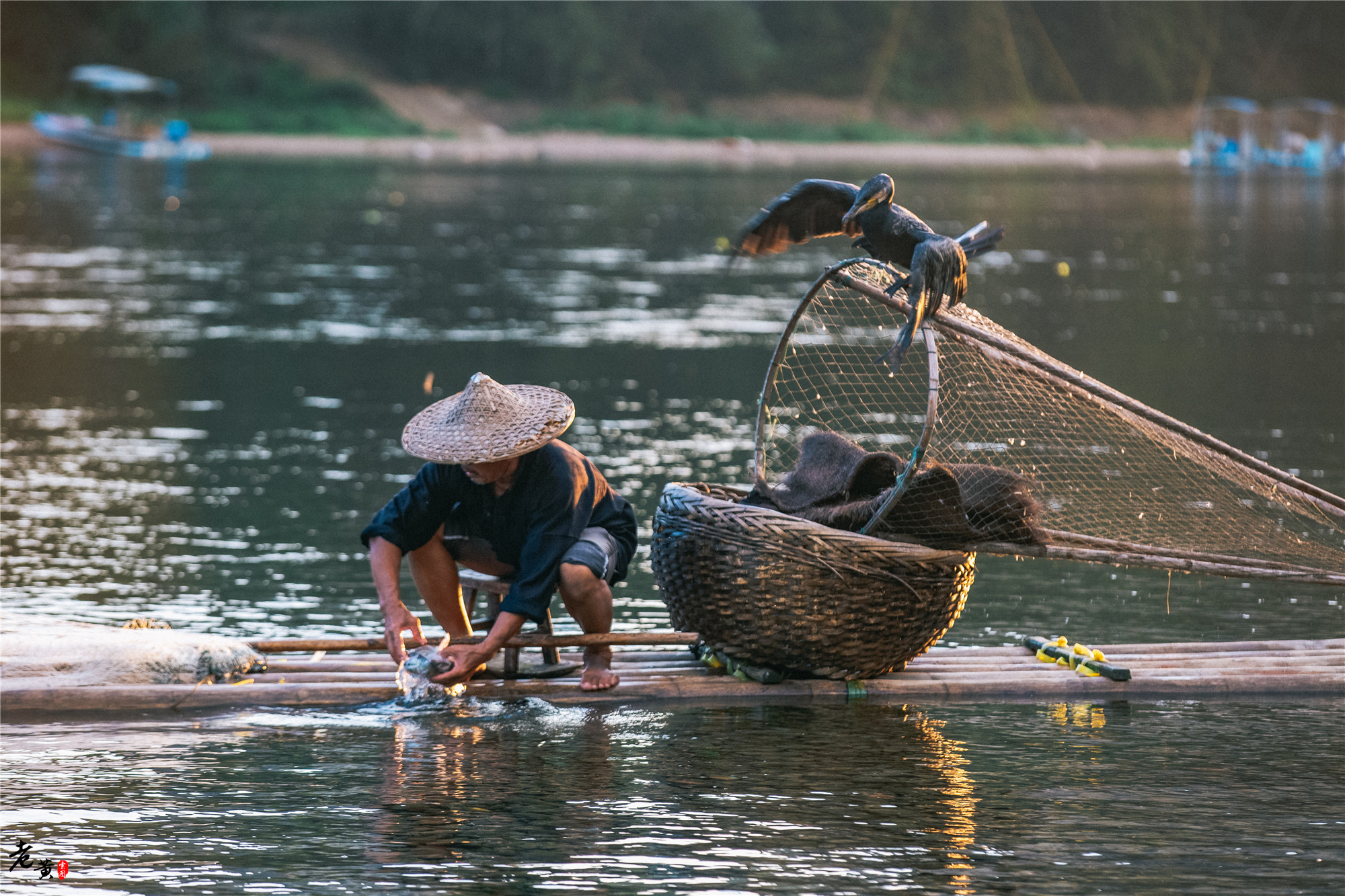 阳朔体验鱼鹰捕鱼,兴坪一日游之鸬鹚捕鱼记