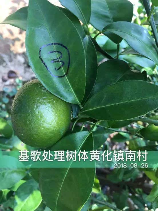 柑橘黄化修复剂爆款,黄化1号治柑橘黄化