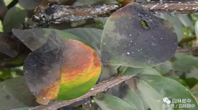 甘肃省城市园林绿地养护管理标准,二月份园林养护技术要点