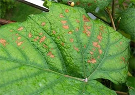 葡萄主要地下虫害有哪些,如何处理葡萄树上的金龟子虫害