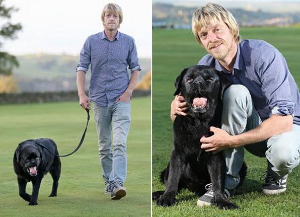 英拉布拉多犬因肿瘤手术“变脸”哈巴常遭人误认