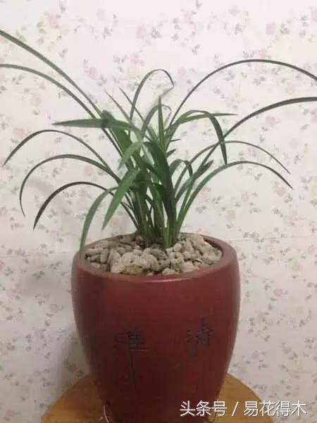 如何促使大花蕙兰兰花花芽分化,青山玉泉兰花花芽分化时间