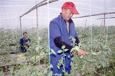 番茄只长叶子不结果怎么办,番茄只长苗不结果怎么办
