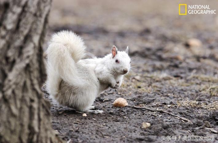 白也是罪？科学家为什么要给“白化”的动物做绝育手术？！