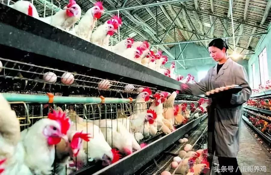 16天左右的肉鸡大量死亡怎么了,毛鸡16天死亡300只正常吗