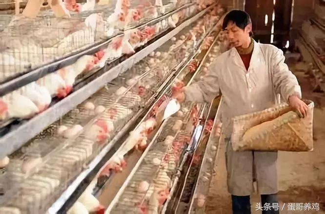 16天左右的肉鸡大量死亡怎么了,毛鸡16天死亡300只正常吗