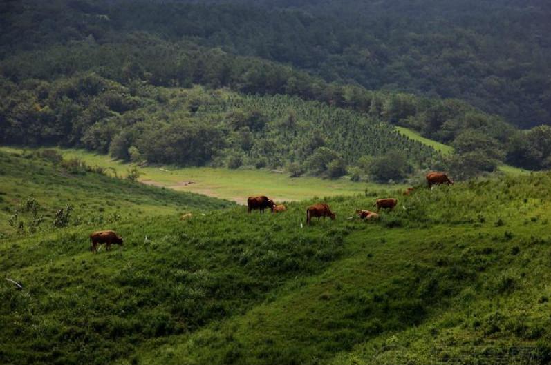凤阳朱元璋的来历,嘉山县为啥叫明光