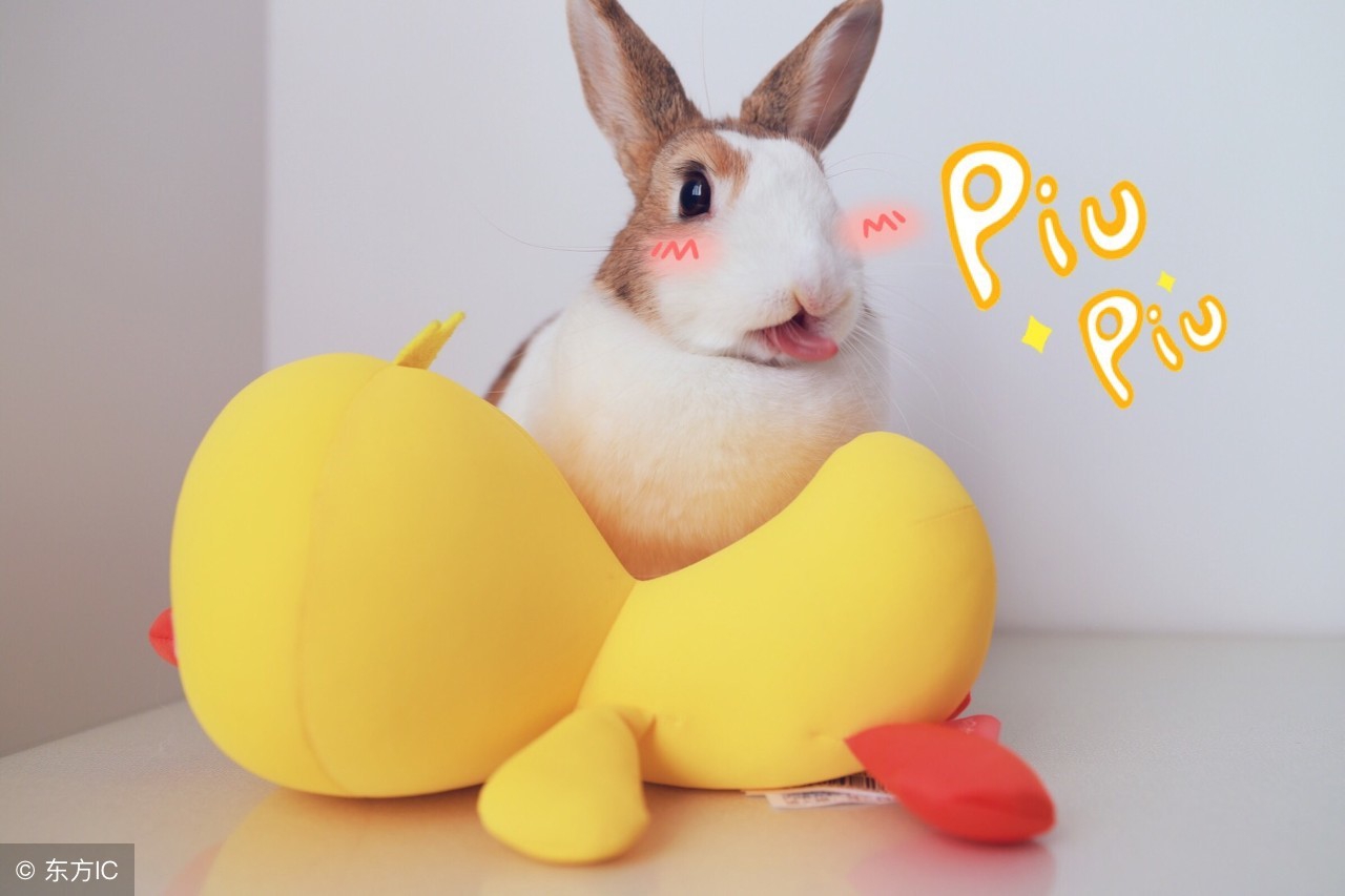 动物兔子五行属什么,五行里兔子是什么