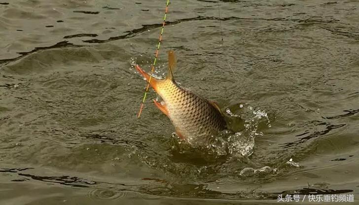 钓鱼技巧和口诀一览表,钓鱼十八招