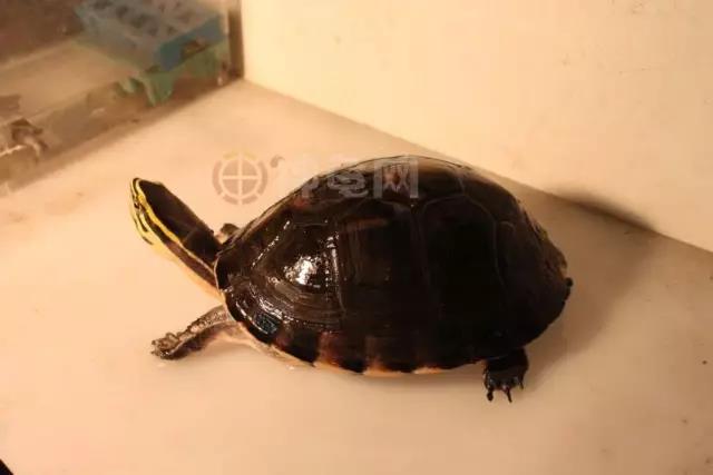 安布闭壳龟腐皮和褪皮的区别,安布闭壳龟和黄缘闭壳龟区别