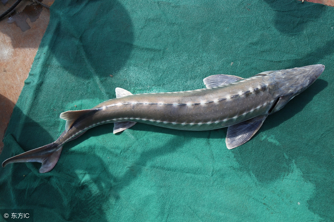 鲟鱼病防治,鲟鱼疾病