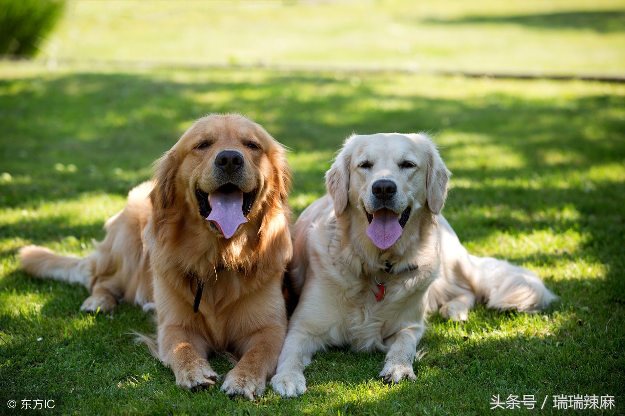 金毛狗狗掉毛怎么处理？金毛狗掉毛解决措施