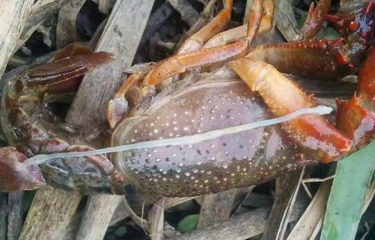 小龙虾得了肠炎还能喂食吗,小龙虾肠炎可以用左氧氟沙星吗