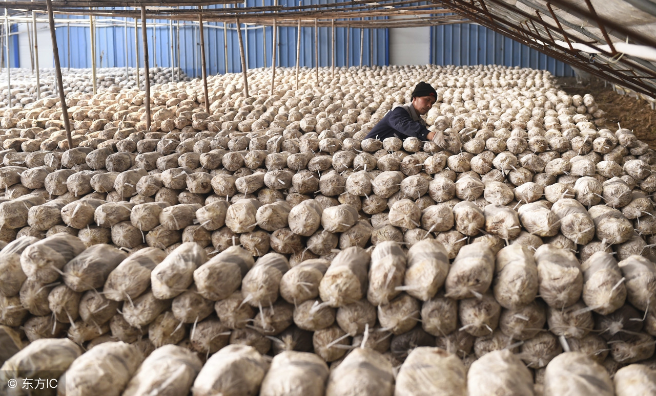 阳台种蘑菇有什么危害,阳台蘑菇养殖方法