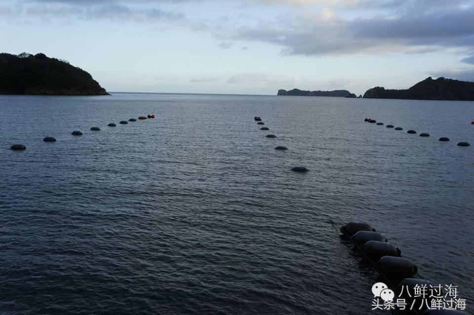 新西兰海边青口贝,新西兰赶海吃青口贝