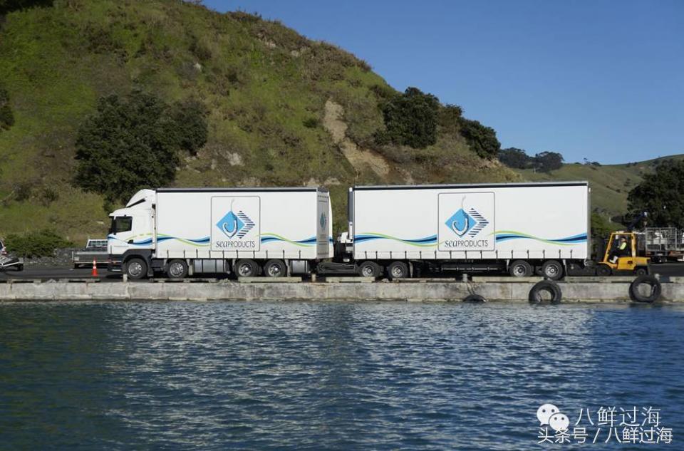 新西兰海边青口贝,新西兰赶海吃青口贝