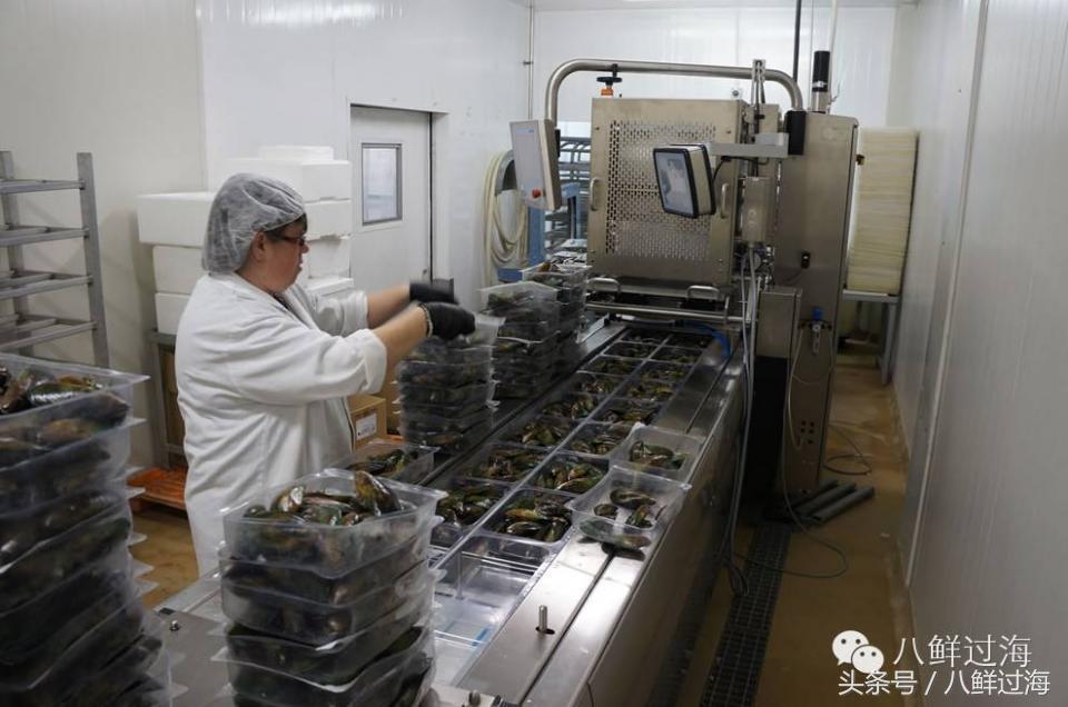 新西兰海边青口贝,新西兰赶海吃青口贝