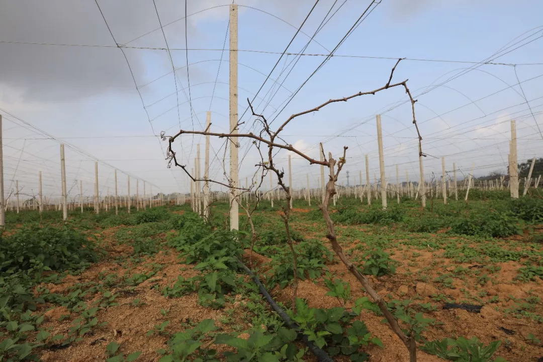星力量主持团队,星力量主持