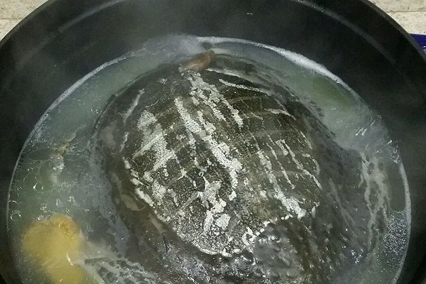 甲鱼最常见的几种做法,冬季甲鱼跟什么做才好