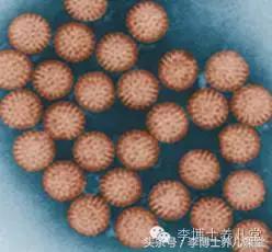 妈妈拉肚子吃什么药,妈妈该怎么应对宝宝拉肚子