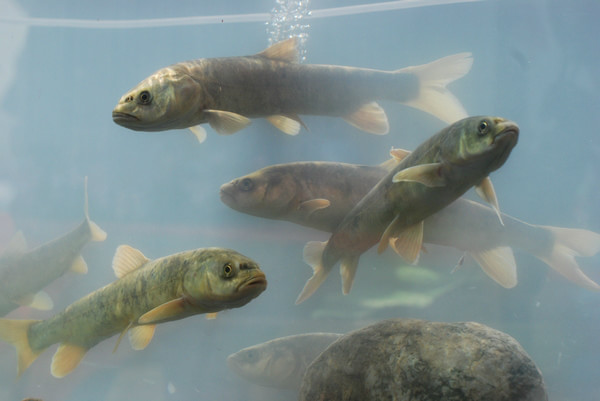 青海湖湟鱼水下视频,青海湖湟鱼洄游路线