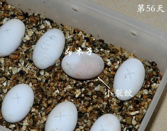 草龟繁殖经验分享孵蛋40天破壳,草龟养殖日记从幼苗开始