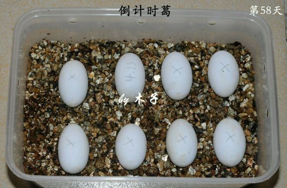 草龟繁殖经验分享孵蛋40天破壳,草龟养殖日记从幼苗开始