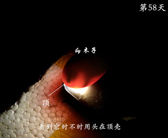 草龟繁殖经验分享孵蛋40天破壳,草龟养殖日记从幼苗开始