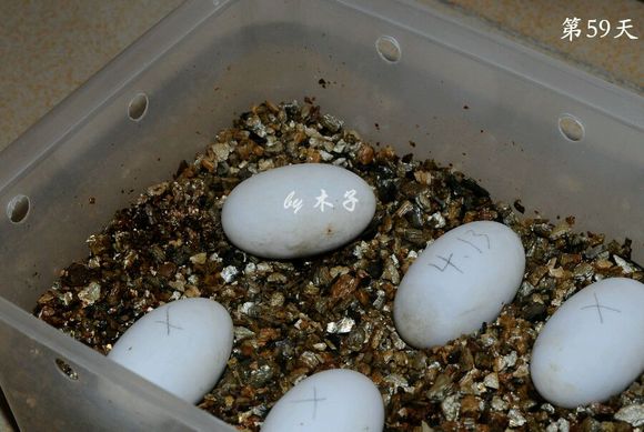 草龟繁殖经验分享孵蛋40天破壳,草龟养殖日记从幼苗开始