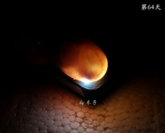 草龟繁殖经验分享孵蛋40天破壳,草龟养殖日记从幼苗开始