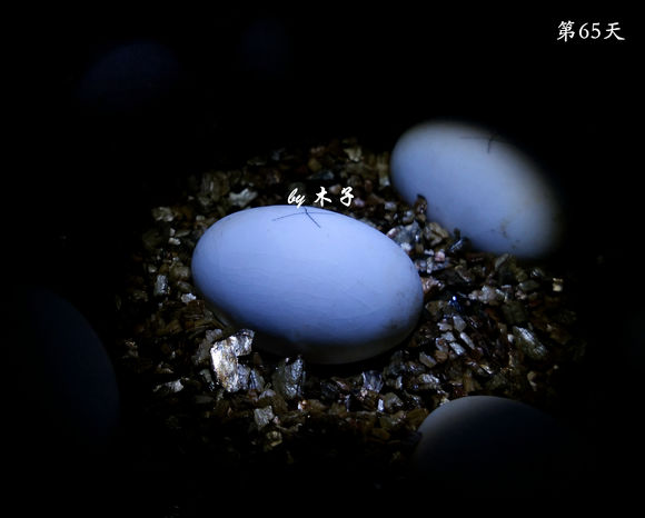 草龟繁殖经验分享孵蛋40天破壳,草龟养殖日记从幼苗开始