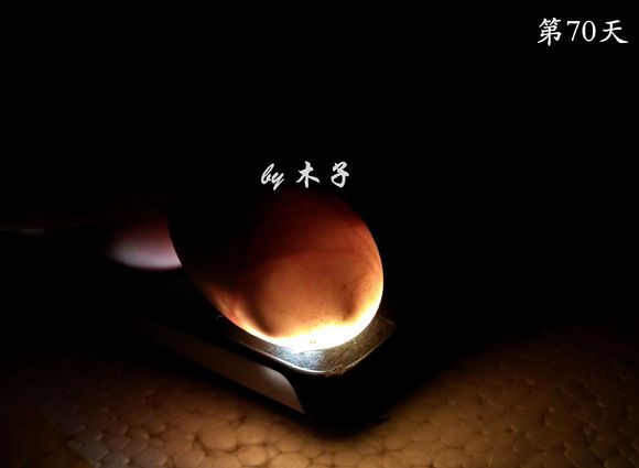 草龟繁殖经验分享孵蛋40天破壳,草龟养殖日记从幼苗开始