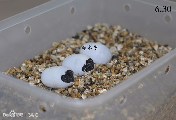 自己养的草龟怎么孵化草龟蛋,自家养的草龟如何产蛋