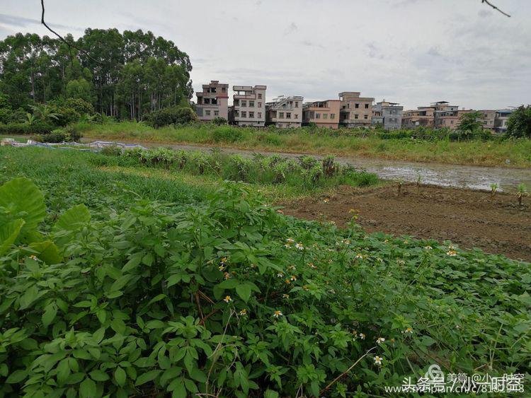 故人具鸡黍邀我至田家邀的意思,故人具鸡黍邀我至田家什么意思