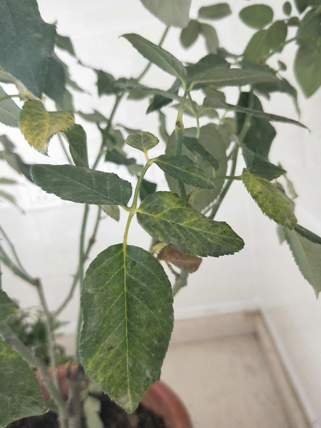 玫瑰生病怎么治,玫瑰生病有哪些症状图