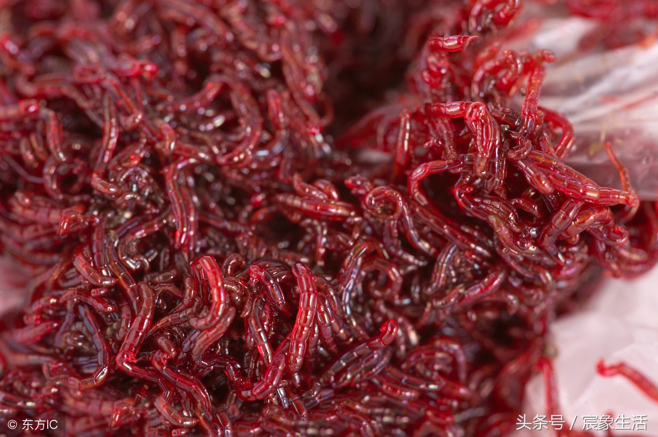 钓鱼用不完的红虫怎样养,红虫钓鱼需要注意什么