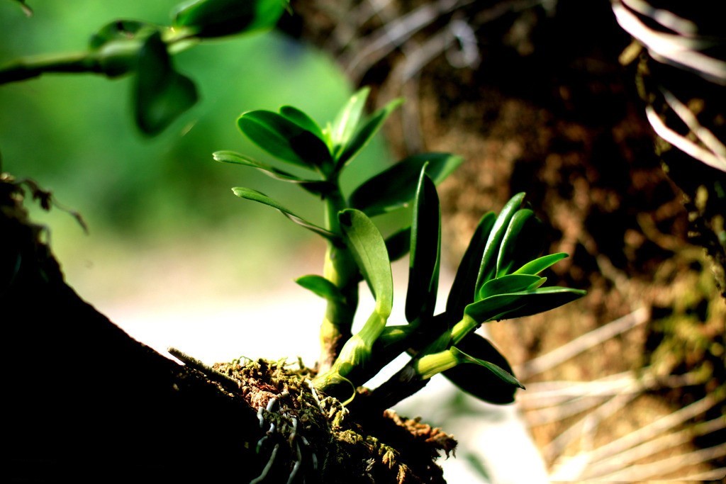 石斛帮“第一夫人”宋美龄解决便秘的