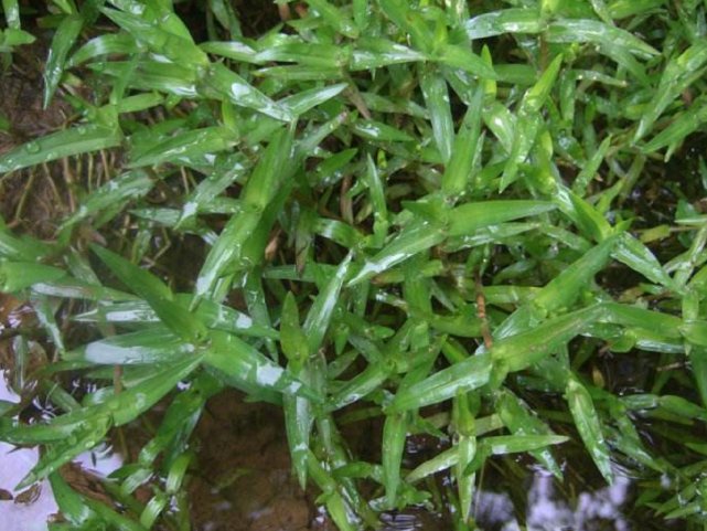 农村常见的一种野草农民不认识的,农村常见野草100块一斤