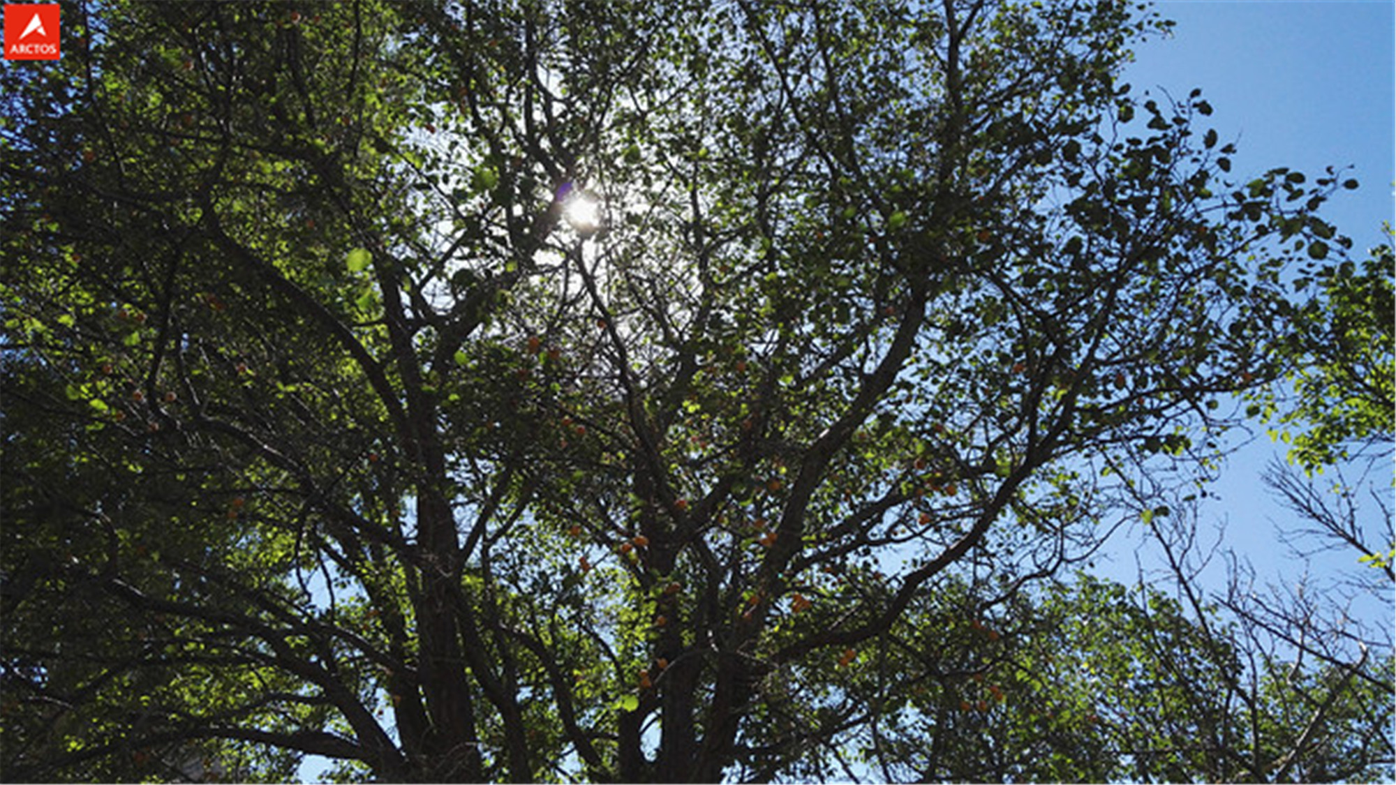 一次偶然，铸就永恒，十年驴龄的他“长存”于此-乌孙驴行记