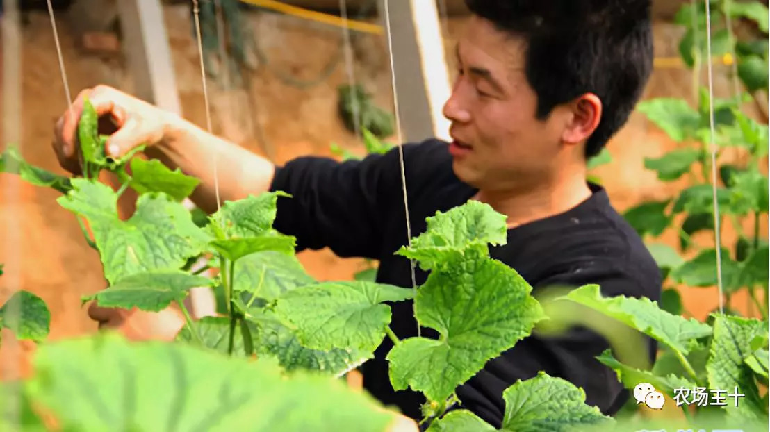 中国农场主的要求,成为农场主要具备哪些