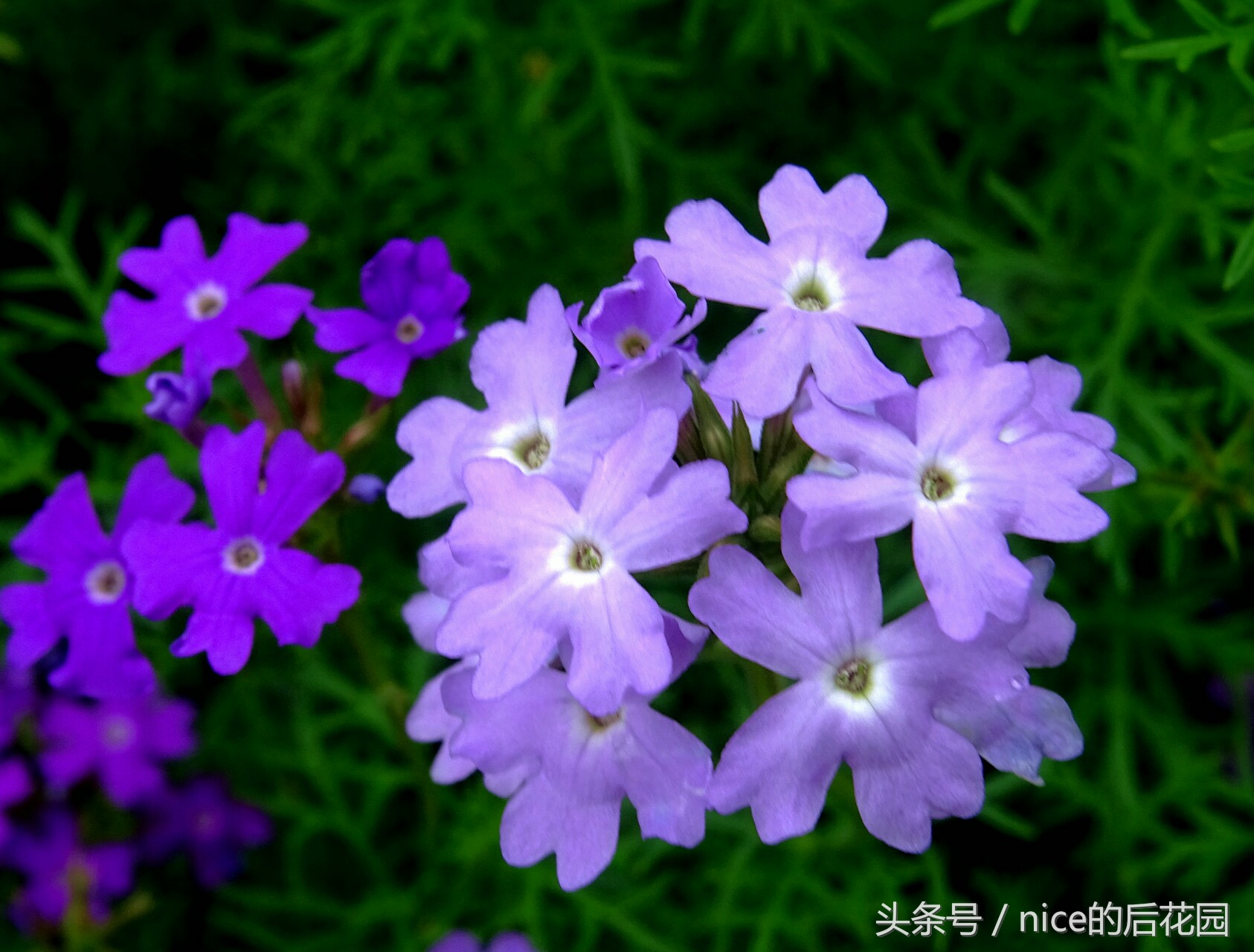 美女樱认不得？只怪它衣服太多