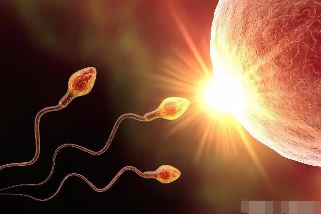 精子想要和卵子结合，要经过这3个关卡，感觉自己能怀孕真幸运！