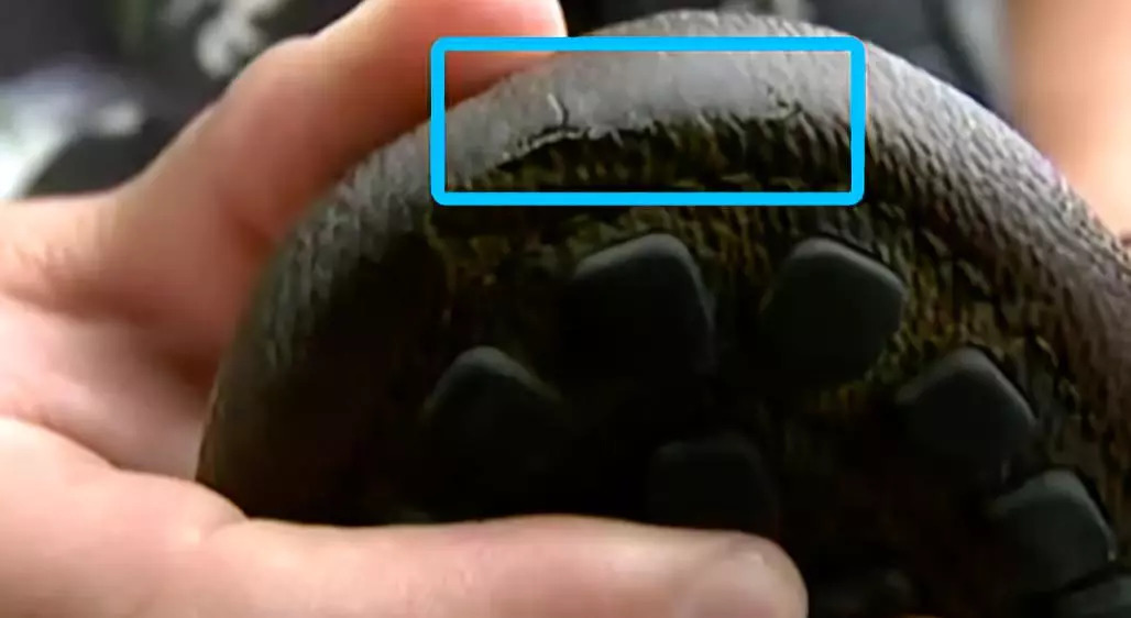 三千多买的鞋穿十几次就开胶裂底,一千多买的鞋不到两个星期开裂