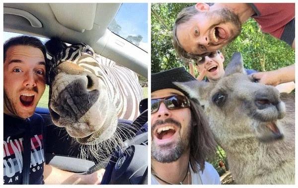 动物搞笑视频抓拍一瞬间,盘点动物搞笑瞬间视频