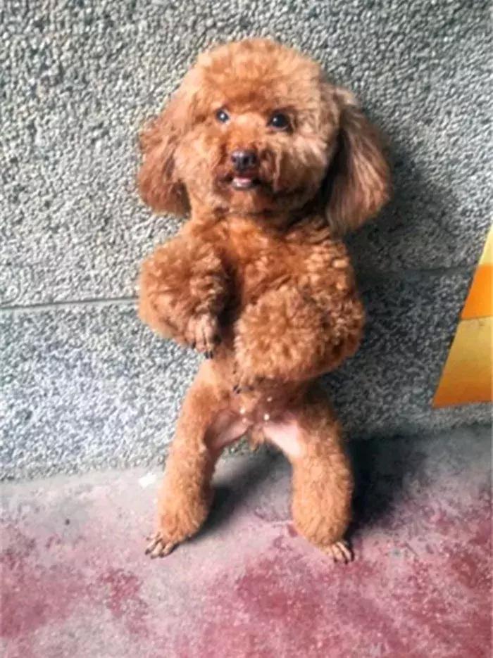 泰迪狗易怒咬人怎么训练,泰迪狗很凶爱咬人越打越凶怎么办