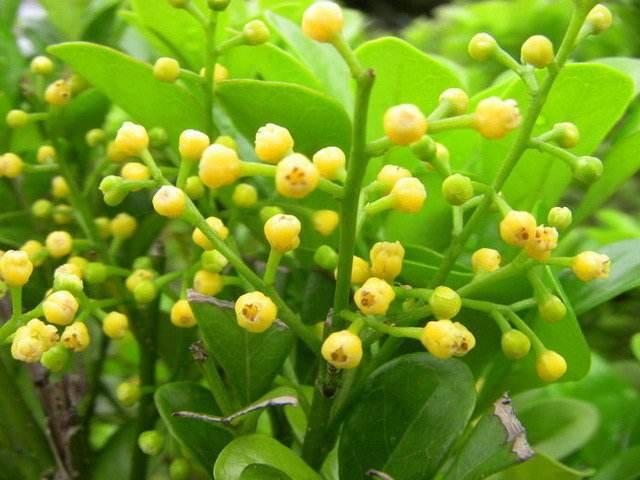 米兰加什么花开得好,米兰刚盆栽缓苗不久就要掉叶片吗