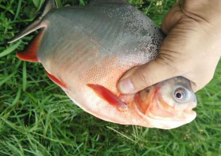 长尾银鲳鱼多少钱一斤,钓鲳鱼怎样溜鱼